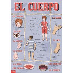 Printable body parts in spanish