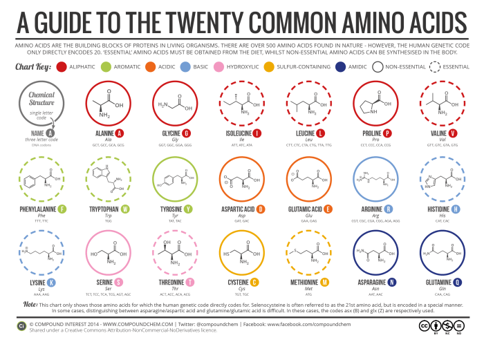 Best way to memorize amino acids