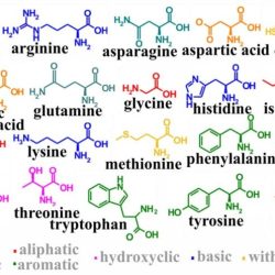 Amino acids remember mnemonic mnemonics classification tumblr cool way easy neet