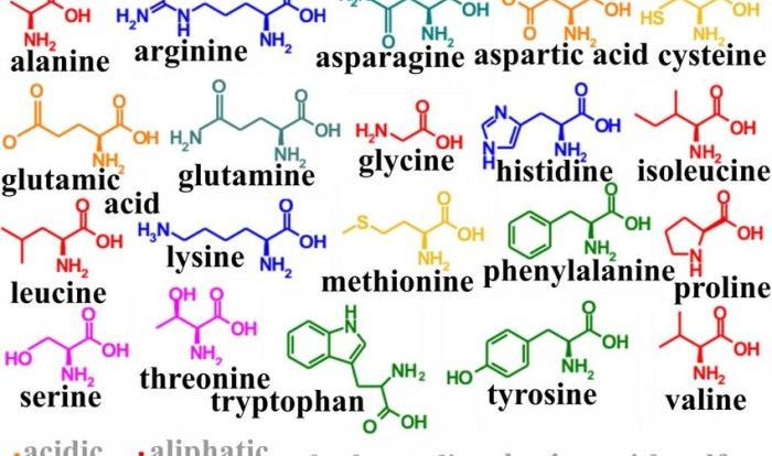 Amino acids remember mnemonic mnemonics classification tumblr cool way easy neet