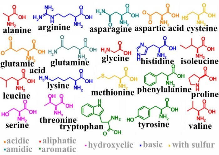 Amino acids remember mnemonic mnemonics classification tumblr cool way easy neet