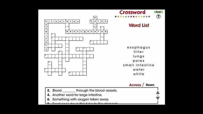 Digestive system crossword answer key