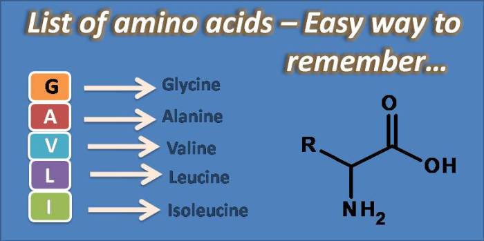 Best way to memorize amino acids