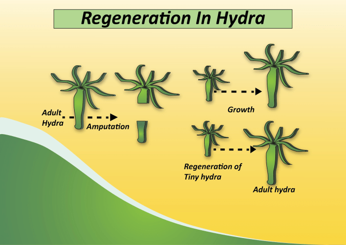 Regeneration the regrowth of lost body parts normally follows