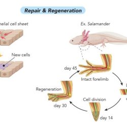 Regeneration the regrowth of lost body parts normally follows