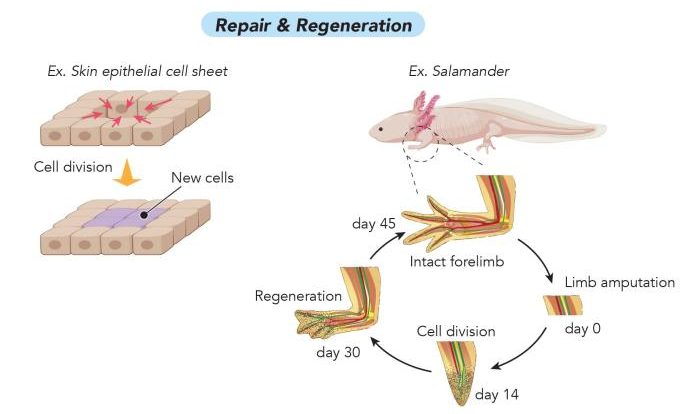 Regeneration the regrowth of lost body parts normally follows