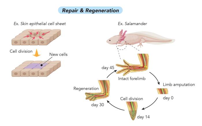 Regeneration the regrowth of lost body parts normally follows