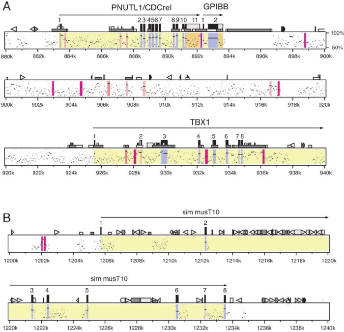 Which of the following is not true of transposons