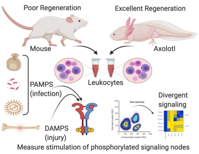 Regeneration the regrowth of lost body parts normally follows