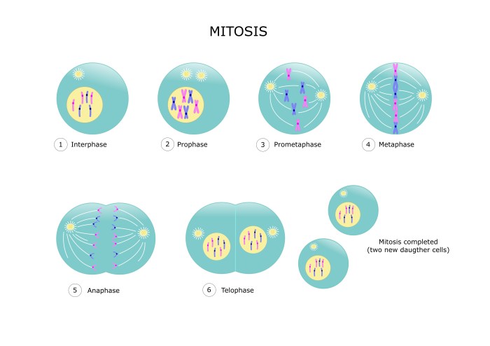 Cell division is represented in figure 10-1 by the letter