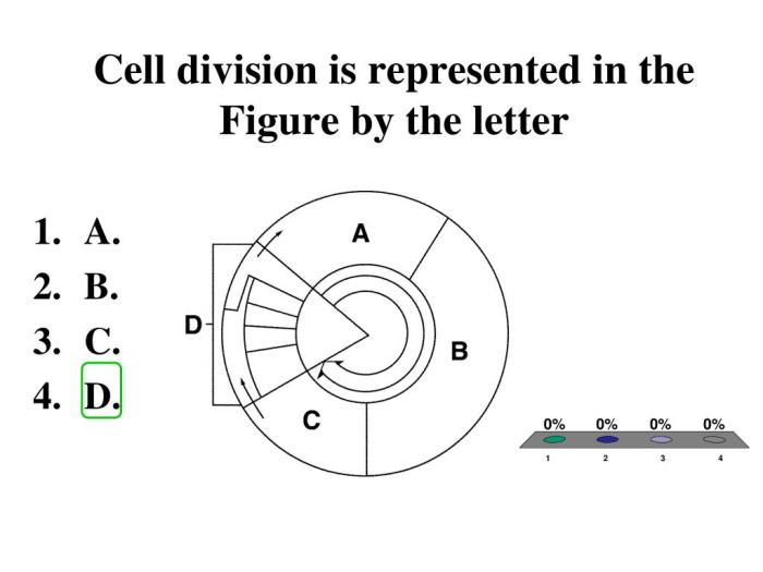 Cell division is represented in figure 10-1 by the letter