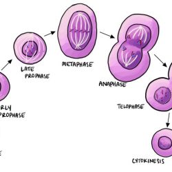 Cell cycle diagram division labeling worksheet interphase worksheets figure test blank mitosis library coloring phase template flashcards quizlet represented chapter