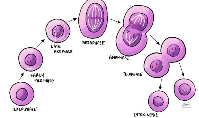 Cell cycle diagram division labeling worksheet interphase worksheets figure test blank mitosis library coloring phase template flashcards quizlet represented chapter