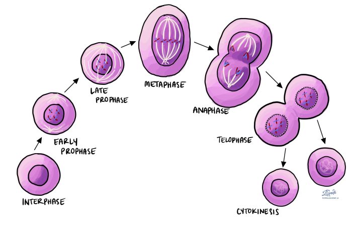 Cell cycle diagram division labeling worksheet interphase worksheets figure test blank mitosis library coloring phase template flashcards quizlet represented chapter